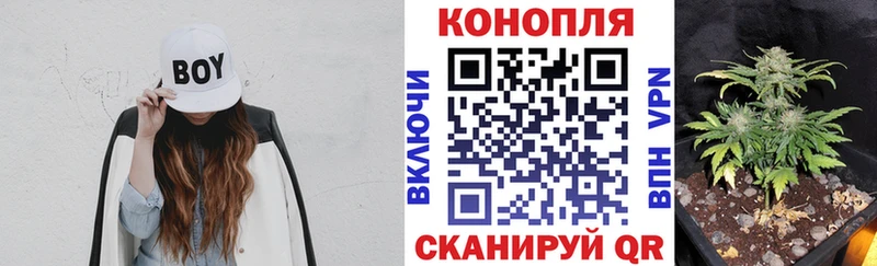 Каннабис OG Kush  Купить где  Майкоп 